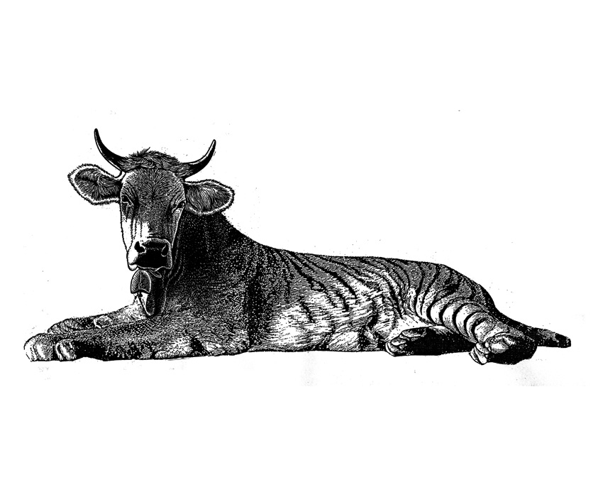 La Vache-qui-Tigre